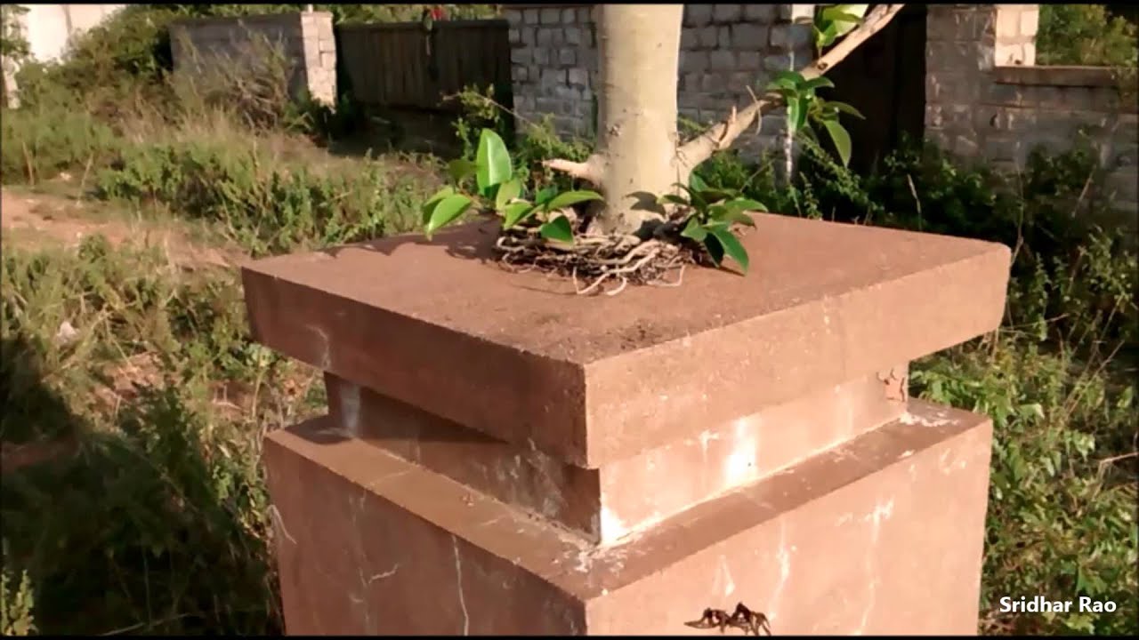 ficus grows on concrete - YouTube