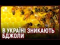 В Україні зникають бджоли. Причини та наслідки | Христина Кулінець