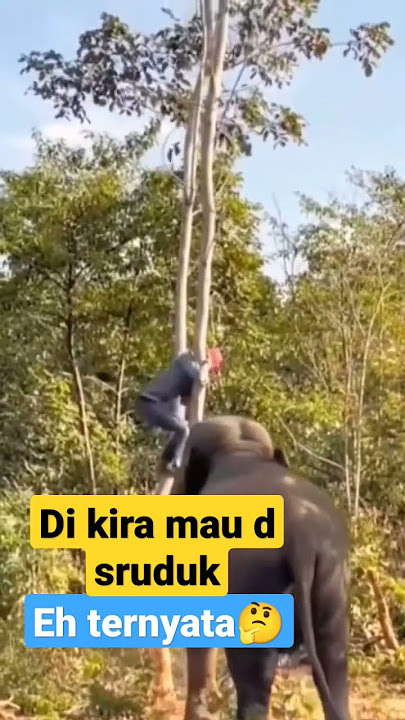 gajah jinak sangat nurut skali