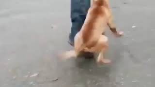 Bull terrier attack