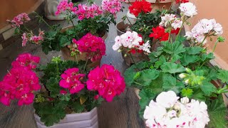 Care tips of Geranium  to bloom maxium flowers in summer ..#flower #gardening #floweringplants .