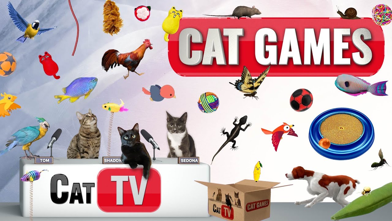 Videos for cats to watch bugs hotsell