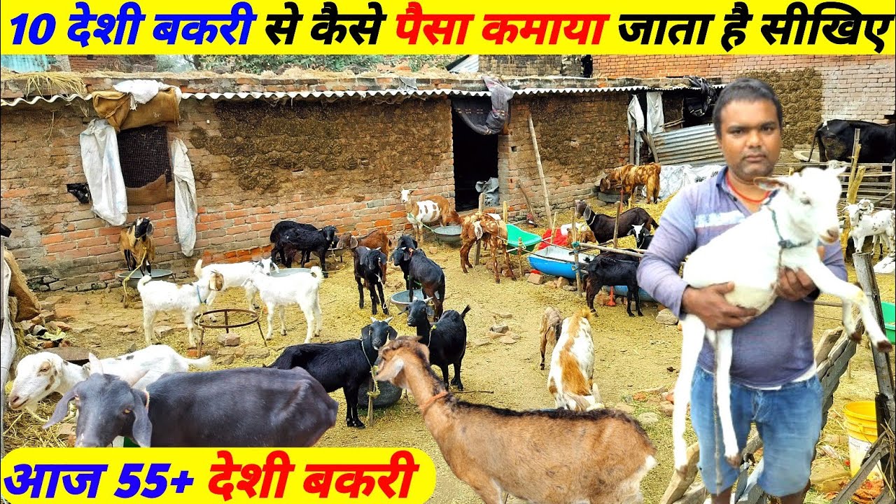 गांव में Black bengal goat farming की शुरुआत || Goat farming in bihar ...