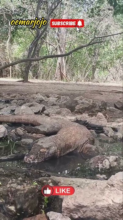 Komodo dragons camouflage in water - YouTube