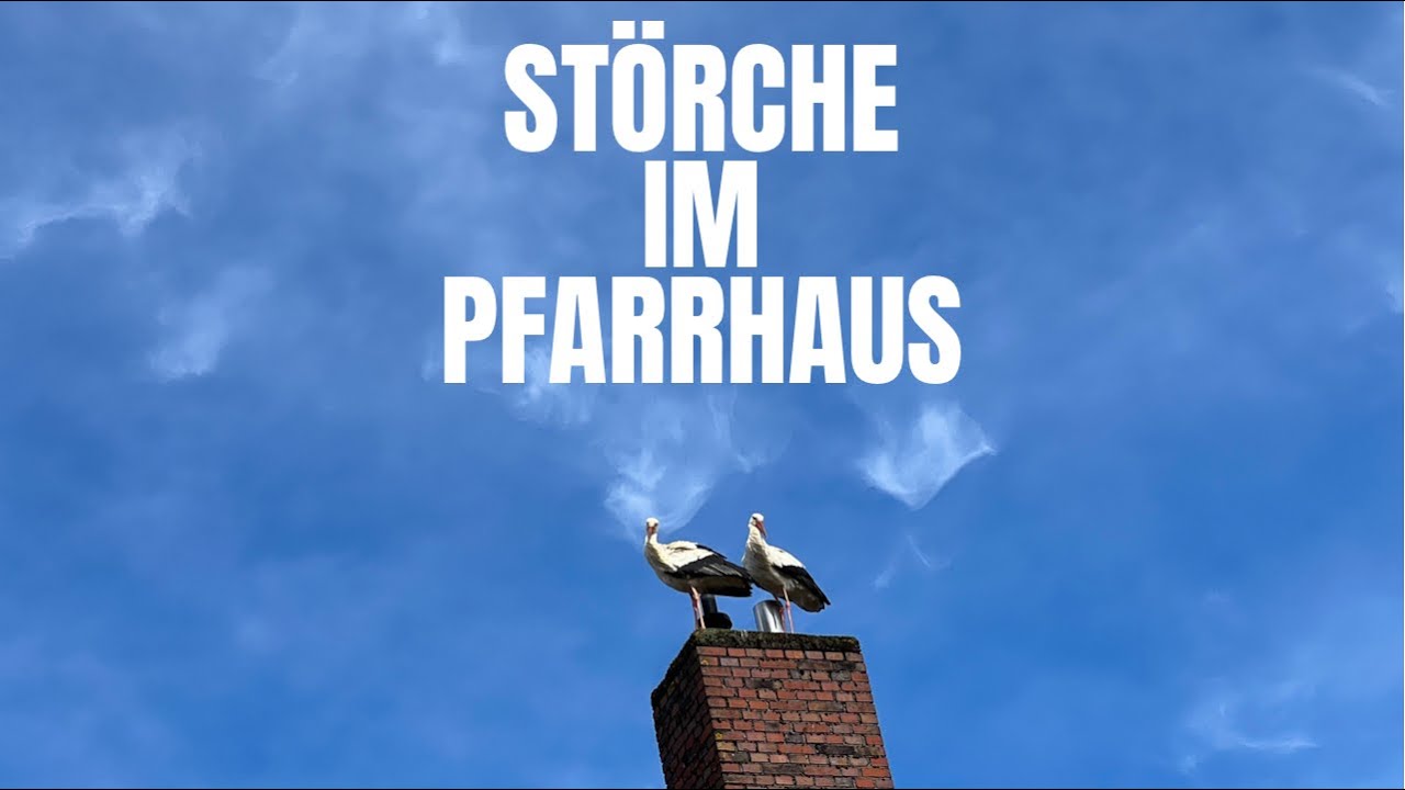 Störche im Pfarrhaus