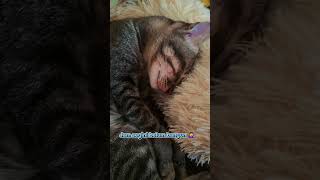 Anabul #cat #kucing #kucinglucu #shortvideo #shortsviral #shorts #fyp