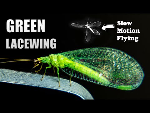 Spending The Evening With A Green Lacewing