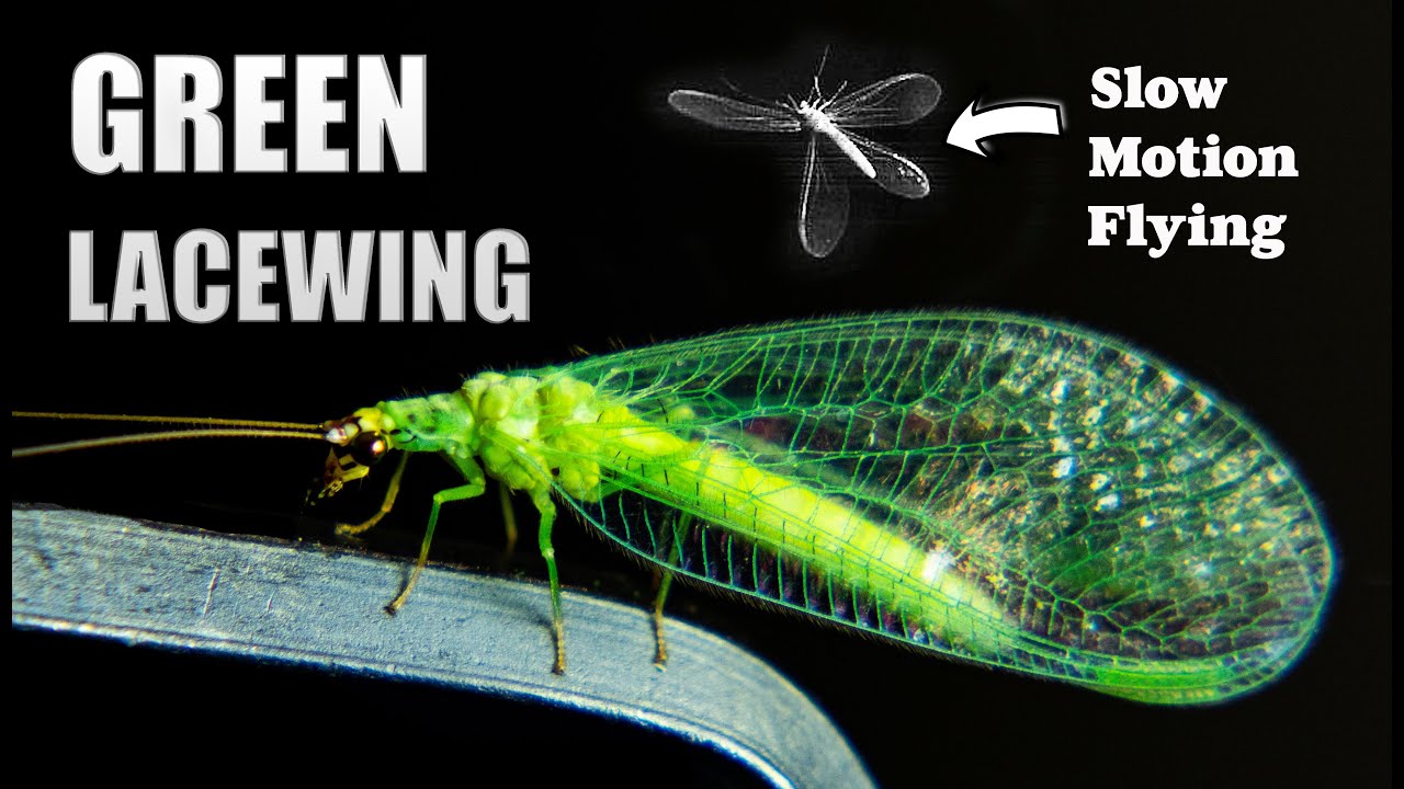 Spending The Evening With A Green Lacewing 