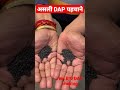 🌾असली DAP कैसे पहचाने । यह होती है असली बायो DAP । अब डीपी देख कर ही लें । Agri Junction Farrakpur