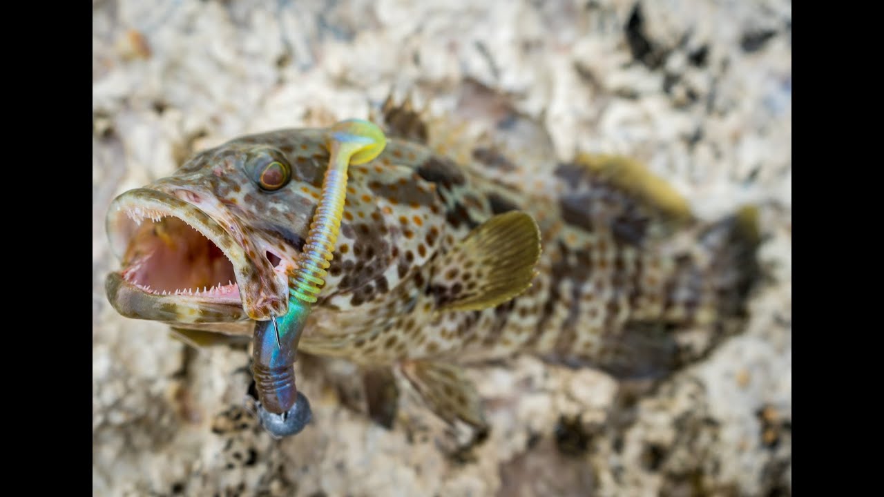 Jighead TV: Rockfishing in Dubai, UAE. Grouper on Softbaits