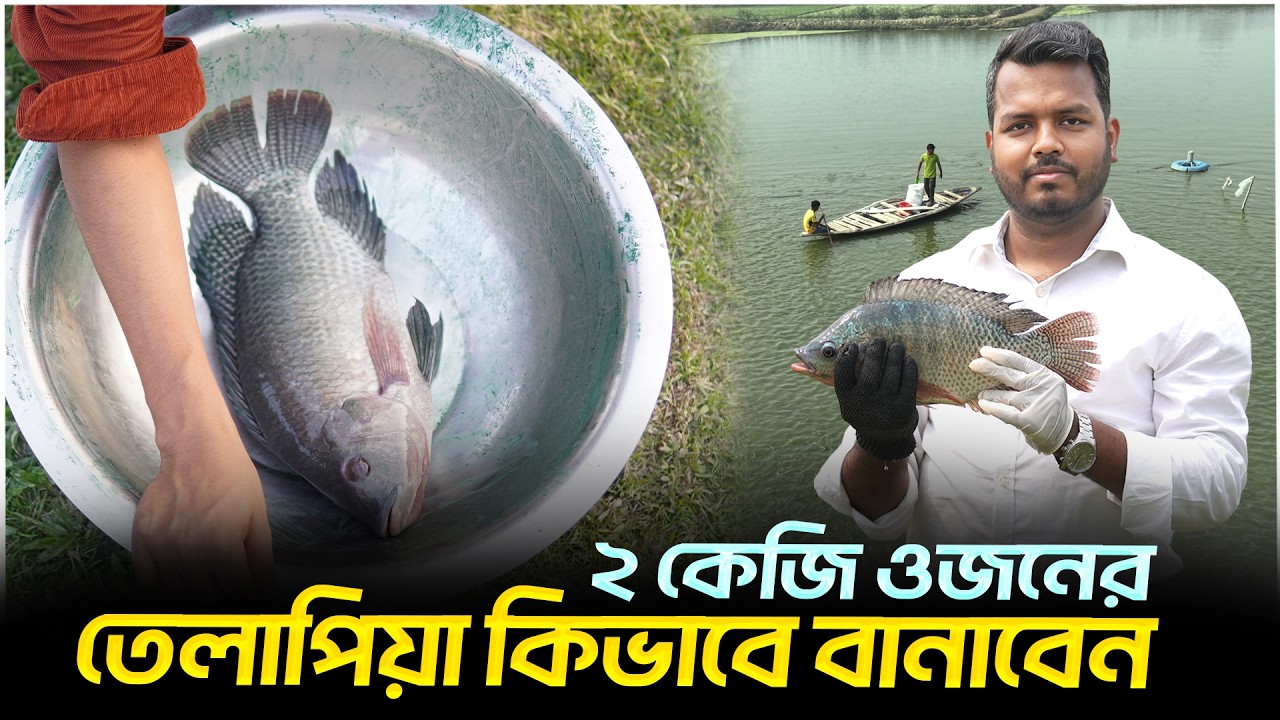 ২ কেজি ওজনের তেলাপিয়া কিভাবে বানাবেন || Shakib Agro || Giant Tilapia Farming process