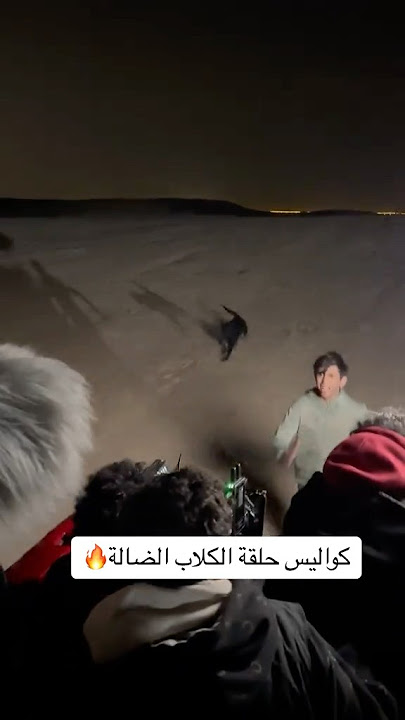 شباب البومب 13 الكلاب الضاله