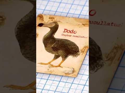 Video: Dodo-fugl: historien om utryddelse