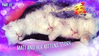 Mati & her kittens. Story 23^:^ by Zen Tavra 83,792 views 4 years ago 3 minutes, 44 seconds