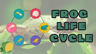 Discover the Amazing Life Cycle of a Frog kids preschoolers educational #frogfacts #metamorphosis