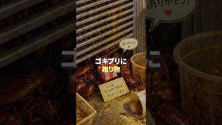 ゴキブリに贈り物