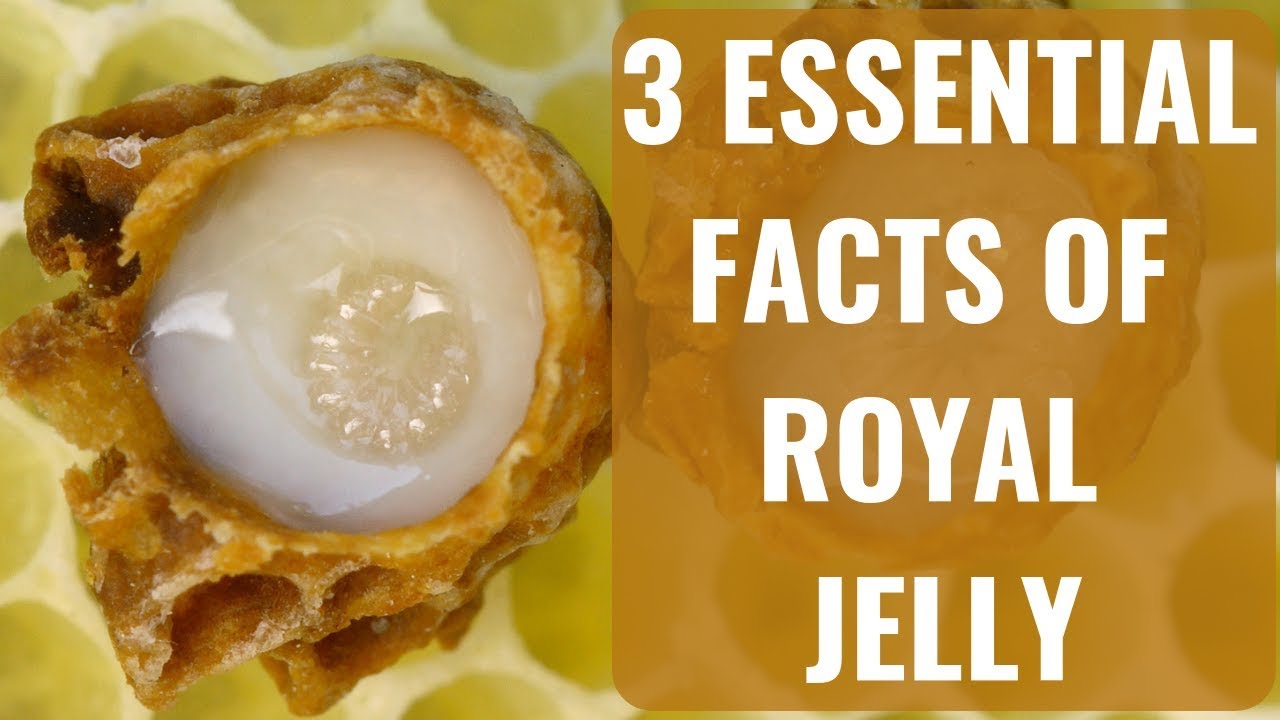 3 amazing things about Royal Jelly you must know to get its benefits