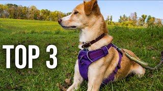 TOP 3 : Meilleur Harnais Anti Traction Chien 2023