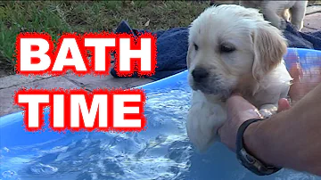 Kdo je labradorský retrívr?