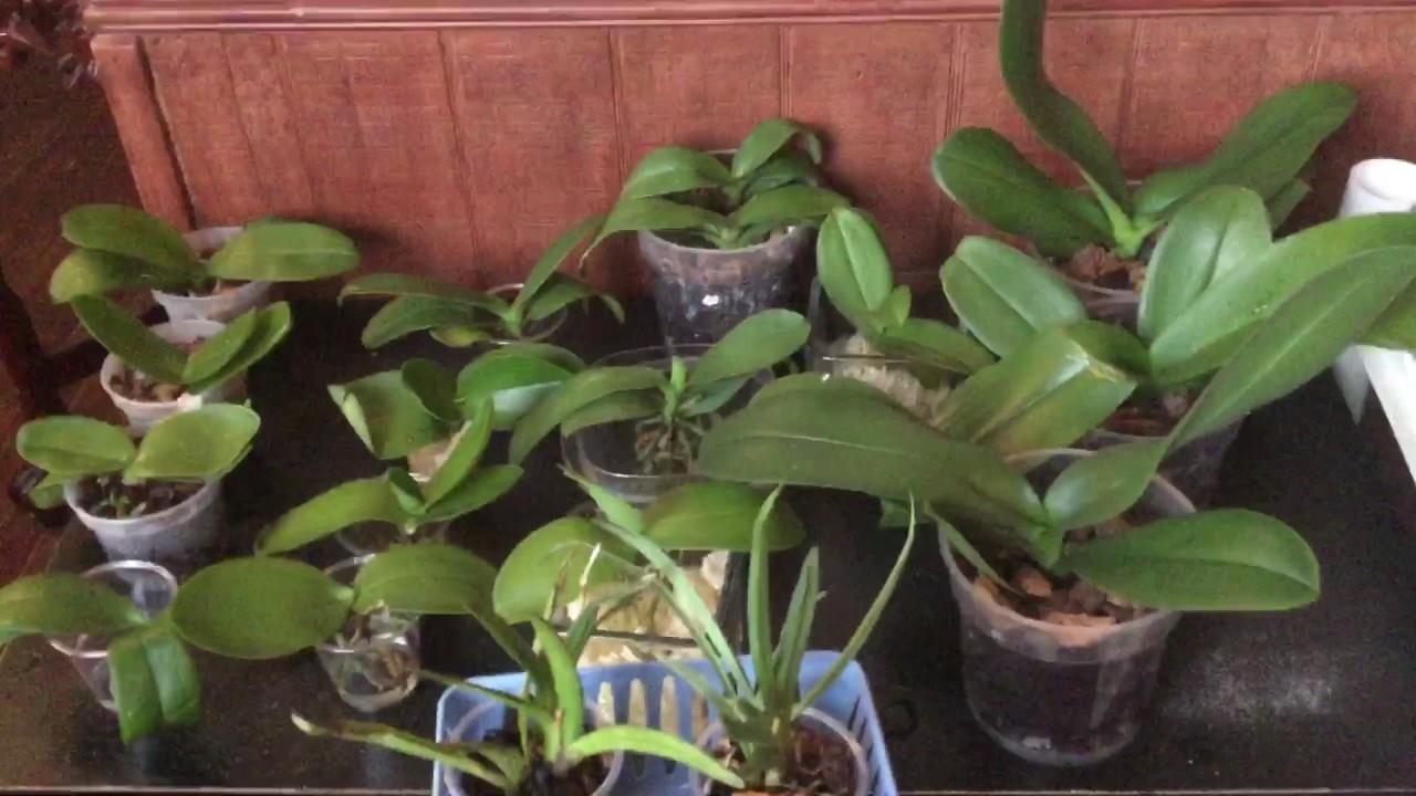 Compras de orquideas en ebay - thptnganamst.edu.vn