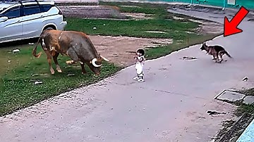 人間の命を救ってヒーローになった動物たち！35選