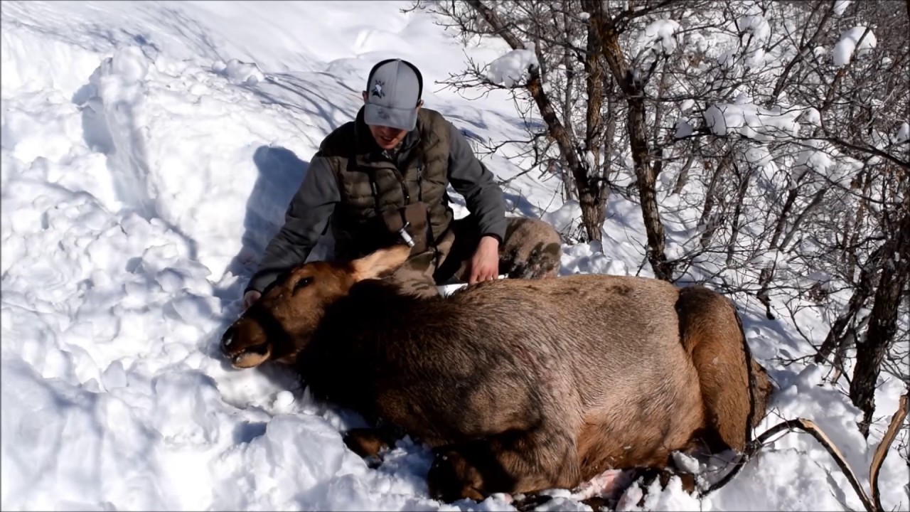 Utah Cow Elk Hunt 2015 With Bridger Garn YouTube utah-cow-elk-hunt-2015-with-bridger-garn-youtube