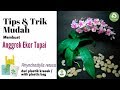 Bunga kresek Anggrek Ekor Tupai | DIY how to make Orchid Rhynchostylis retusa with plastic bag |