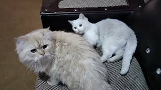 Mother Cat and kitten Playing