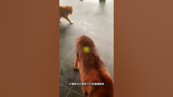 女孩捡了只大猫咪回家养，却出现了意外，温顺的大猫咪却想攻击她