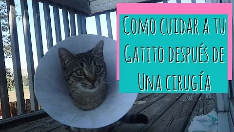 ¿Necesitan los gatos un cono después de ser esterilizados?