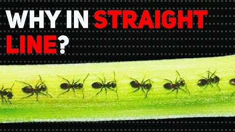 Why do ANTS move in a STRAIGHT LINE? #oneminute