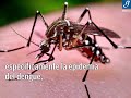 El dengue a travs del cristal matemtico  gaceta unam