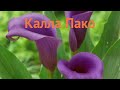 Калла обыкновенная Пако (calla paco) 🌿 калла Пако обзор: как сажать луковицы каллы Пако