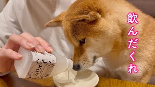 お酒を飲ませたら酔っ払ってもう一杯を要求してくる柴犬が可愛い
