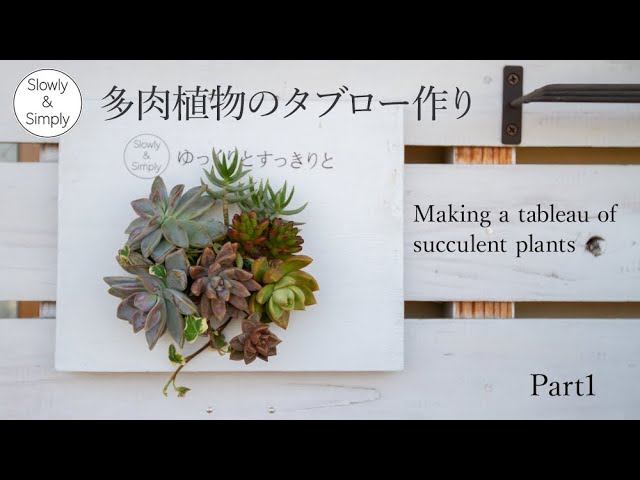 Part 1 多肉植物のタブロー作り Making A Tableau Of Succulent Plants Youtube Part 1 多肉植物のタブロー作り Making A Tableau Of Succulent Plants Youtube