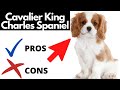 Cavalier King Charles Spaniel Pros And Cons | The Good AND The Bad!!
