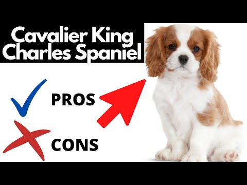 Cavalier King Charles Spaniel Pros And Cons | Should You REALLY Get A CAVALIER KING CHARLES?