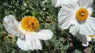 Matilija Poppy - Romneya coulteri