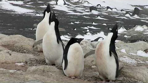Adélie Penguins & Jean Pennycook in Antarctica!