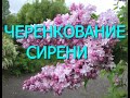 ЧЕРЕНКОВАНИЕ СИРЕНИ...НАКОНЕЦ-ТО ПОЛУЧИЛОСЬ!!