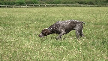 Training a German Shorthaired Pointer to respond to a search whistle