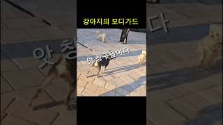 강아지의 보디가드 (주의사항필독)❤️