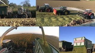 Claas Jaguar 960 | Maishäckseln - Lu Walser