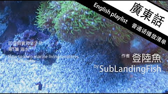 如何飼養海水魚 珊瑚廣東話頻度 Youtube