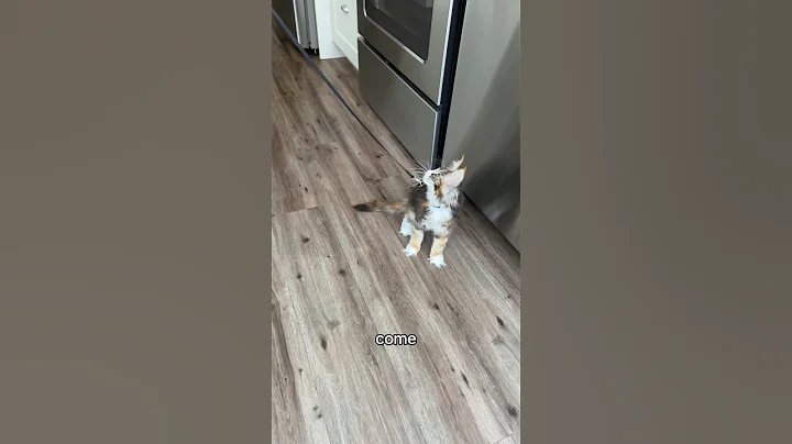 Watch the video about Indoor leash training my kitten