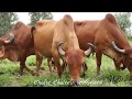 गुजरात की गीर गाय -  देसी गौपालन हो तो कुछ ऐसा - Gujarat Gir Cow - Shivam Dairy Farm Jaipur