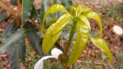 Phương pháp ghép xoài mới(Mango Grafting 3)