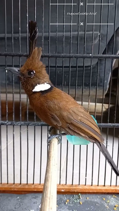 burung CILILIN COKLAT | masteran populer murai batu #short #muraibatu #cililin