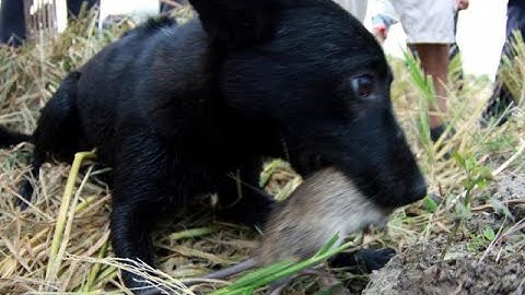 Mông cộc bắt đầu thèm săn chuột đêm