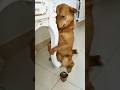 Seu cachorro tem um humano favorito… e talvez não seja você. #curiosidades #animais #bichos